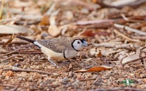 Outback birding tours