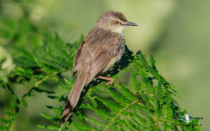 Drakensberg birding tours