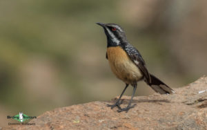 Drakensberg birding tours