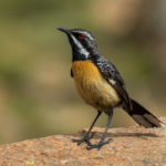 Drakensberg birding tours