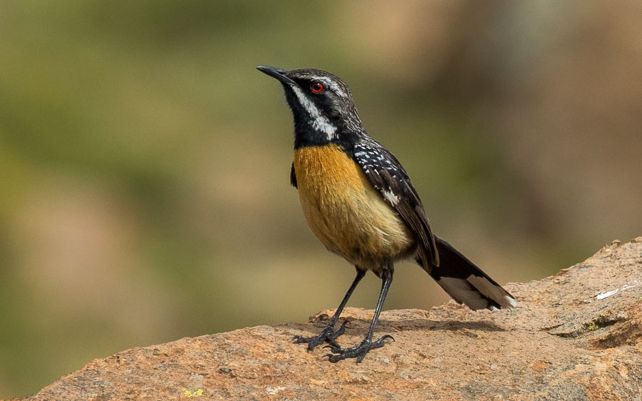 Drakensberg birding tours