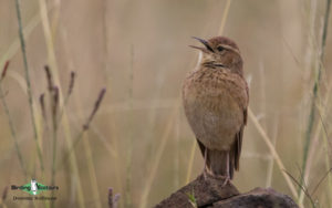 Johannesburg birding tours