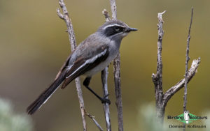 Cape Birding tours