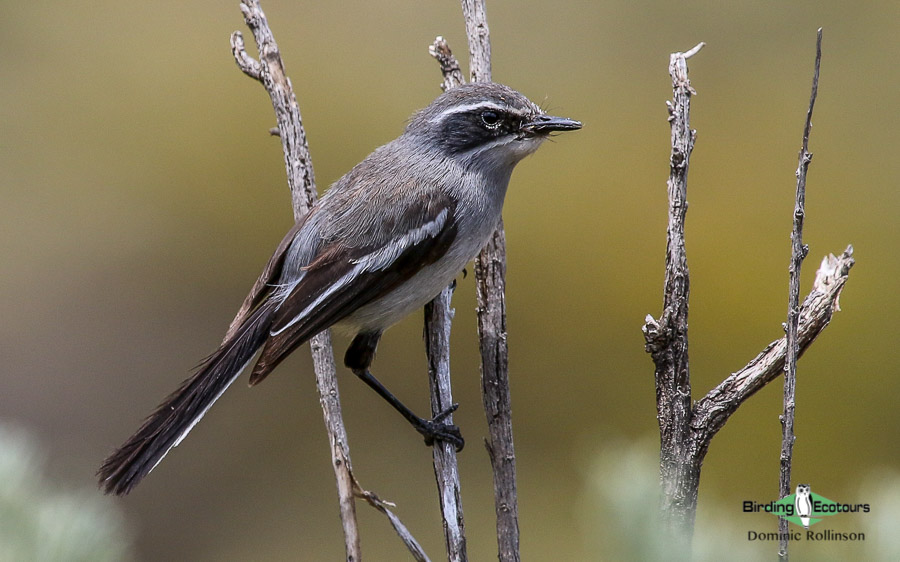 Tankwa Karoo birding tours