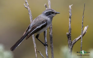 Johannesburg botanical gardens birding tours