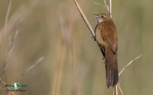 Owls and flufftails birding tours