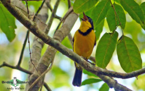 Pacific islands birding tours