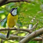 Pacific islands birding tours