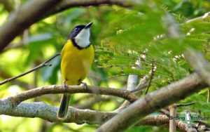 Pacific islands birding tours