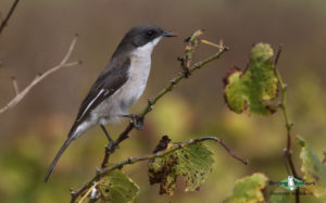 Johannesburg botanical gardens birding tours