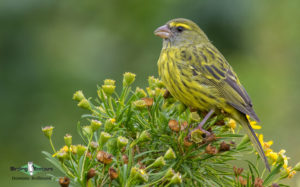 Agulhas Plains birding tours