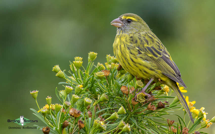 Agulhas Plains birding tours