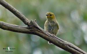 Tasmanian birding tours