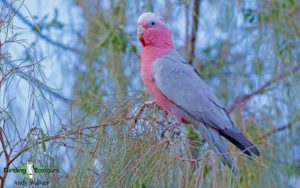 Outback birding tours