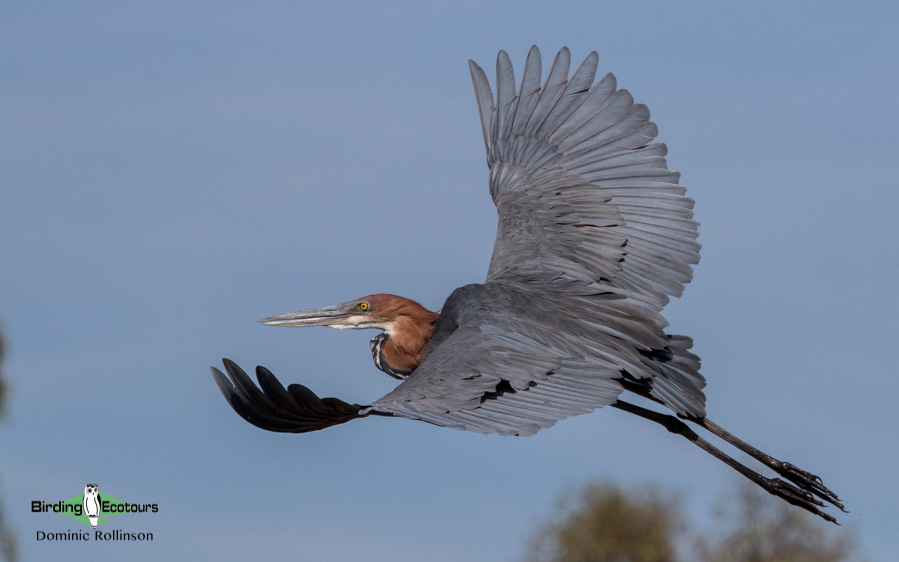 Johannesburg birding tours