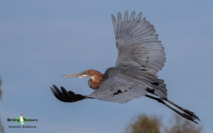 Durban birding tours