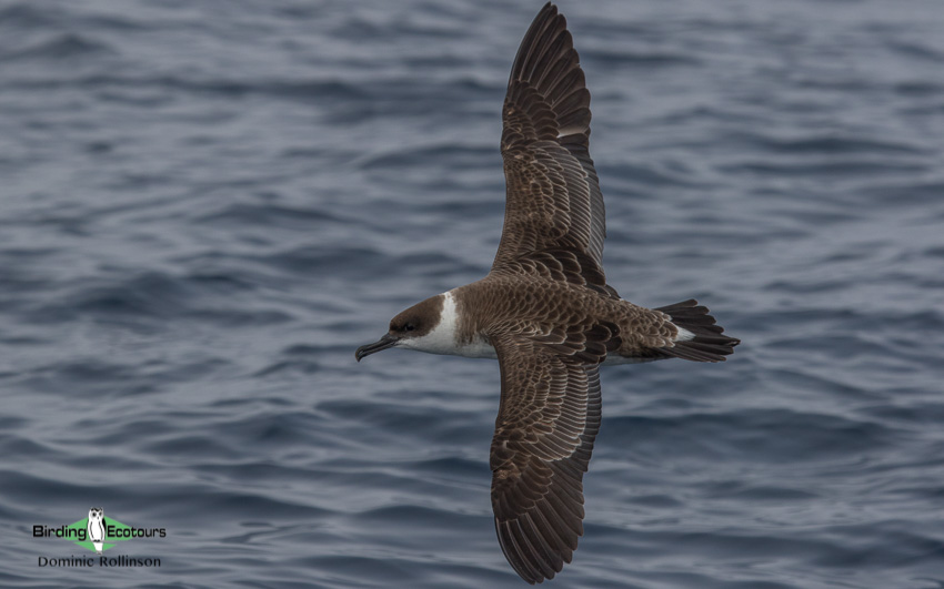 Cape pelagic