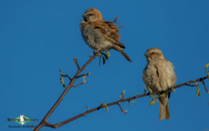 Kruger National Park birding tours