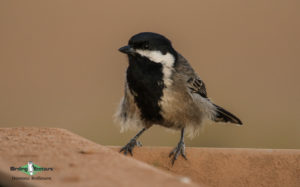 West coast birding trips