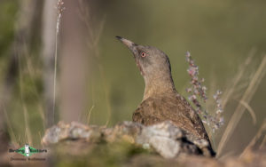 Tankwa Karoo birding tours