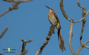 Owls and flufftails birding tours