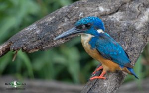 Johannesburg botanical gardens birding tours