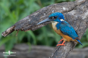 Johannesburg and Pretoria birding tours