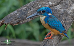 Garden Route birding tours