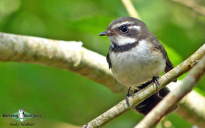 Pacific islands birding tours