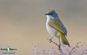 Tankwa Karoo birding tours