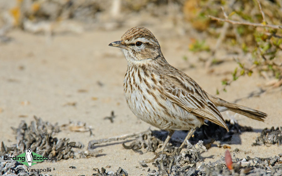 Cape Birding tours