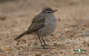 West coast birding trips