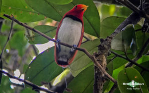 Papua New Guinea birding tours