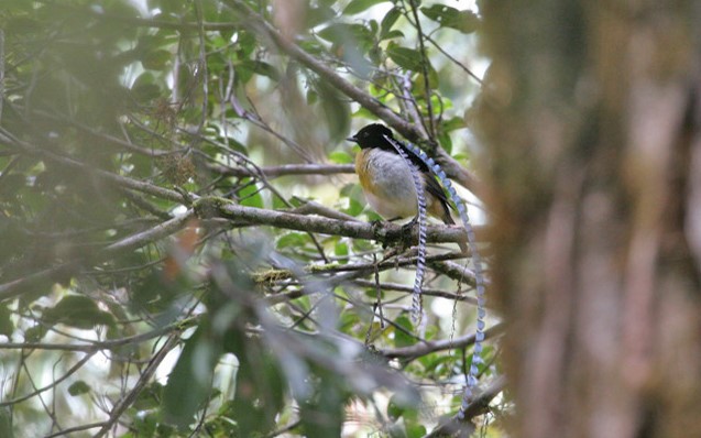 Papua New Guinea birding tours