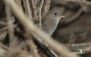 Garden route birding tours