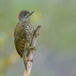 Garden Route day tours