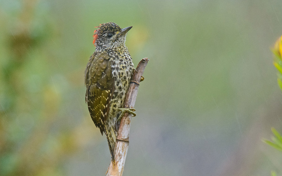 Garden Route day tours