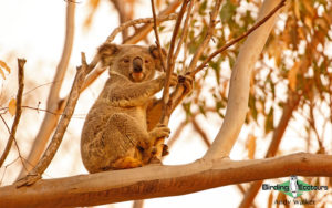 Outback birding tours