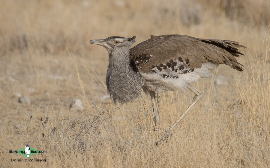 Johannesburg and Pretoria birding tours