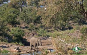 Kruger National Park birding tours