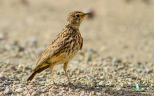 Northern Cape birding tours