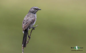 Tankwa Karoo birding tours