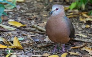 Cape Peninsula birding tours