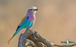 Kruger National Park birding tours