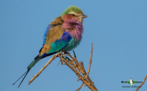 Johannesburg and Pretoria birding tours