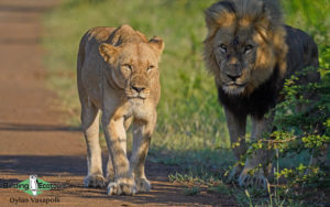 Kruger National Park birding tours