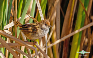Tasmanian birding tours