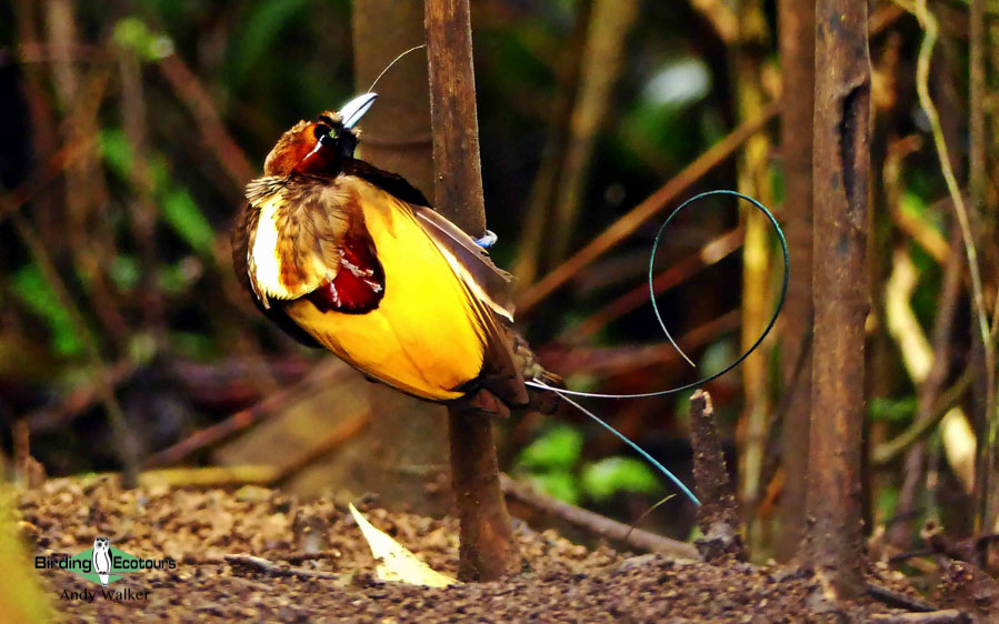 Papua New Guinea birding tours