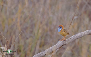 Outback birding tours