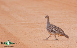Outback birding tours